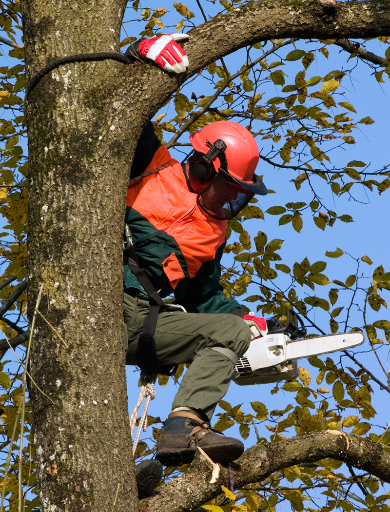 Tree worker